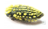 Julodis viridipes ssp.4 South Africa Rep. - INSECTS-STORE.RU