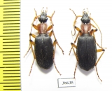 Galerita sp.  Panama - INSECTS-STORE.RU