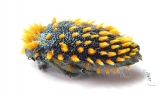 Julodis viridipes ssp.3 South Africa Rep. - INSECTS-STORE.RU