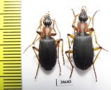 Galerita sp.  Panama - INSECTS-STORE.RU