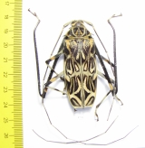 Acrocinus longimanus, male  Panama 57mm - INSECTS-STORE.RU