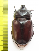 Strategus sp.  Mexico - INSECTS-STORE.RU