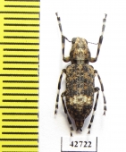 Anthribidae sp.  South Africa Rep. - INSECTS-STORE.RU