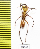 Formicidae sp.  Panama - INSECTS-STORE.RU