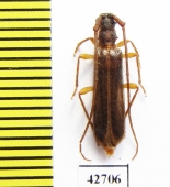 Cerambycidae sp.  South Africa Rep. - INSECTS-STORE.RU