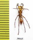 Formicidae sp.  Panama - INSECTS-STORE.RU