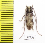 Cerambycidae sp.  South Africa Rep. - INSECTS-STORE.RU