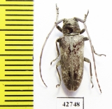 Prosopocera sp.  South Africa Rep. - INSECTS-STORE.RU