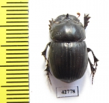 Copris sp.  Botswana - INSECTS-STORE.RU