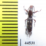 Brentidae sp.  Thailand - INSECTS-STORE.RU