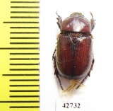 Dynastinae sp.  South Africa Rep. - INSECTS-STORE.RU