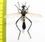 Asilidae sp.  South Africa Rep.  35mm - INSECTS-STORE.RU