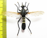 Asilidae sp.  South Africa Rep.  33mm - INSECTS-STORE.RU