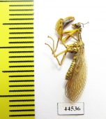 Mantispidae sp.  Kazakhstan - INSECTS-STORE.RU