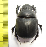 Heliocopris sp.  South Africa Rep. - INSECTS-STORE.RU