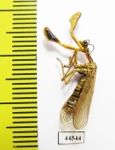 Mantispidae sp.  Kazakhstan - INSECTS-STORE.RU