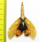 Cathedra serrata  Peru - INSECTS-STORE.RU