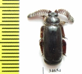 Paussinae sp.  South Africa Rep. - INSECTS-STORE.RU