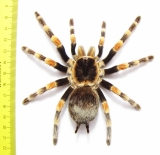 Arachnida sp. 57mm - INSECTS-STORE.RU