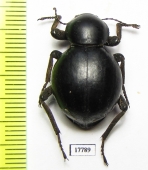 Tenebrionidae sp.  South Africa Rep. - INSECTS-STORE.RU