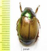 Rutelinae sp.  Panama - INSECTS-STORE.RU