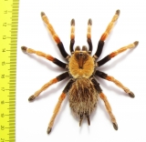 Arachnida sp. 46mm - INSECTS-STORE.RU