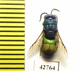 Chrysididae sp.  Kazakhstan - INSECTS-STORE.RU