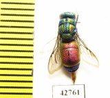 Chrysididae sp.  Kazakhstan - INSECTS-STORE.RU