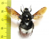 Bombus sp.  Colombia 29mm - INSECTS-STORE.RU