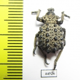 Brachyceridae sp.10  South Africa Rep. - INSECTS-STORE.RU