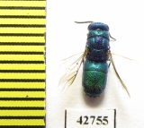 Chrysididae sp.  Kazakhstan - INSECTS-STORE.RU