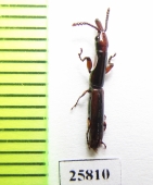 Brentidae sp.  South Africa Rep. - INSECTS-STORE.RU