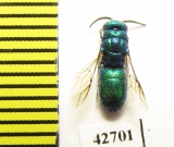 Chrysididae sp.  Kazakhstan - INSECTS-STORE.RU