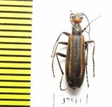 Epicauta sp.  Colombia - INSECTS-STORE.RU