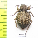 Tenebrionidae sp.  South Africa Rep. - INSECTS-STORE.RU