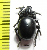 Brachyceridae sp.7  South Africa Rep. - INSECTS-STORE.RU