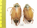 Melolontha melolontha, pair  Russia, Belgorod reg. - INSECTS-STORE.RU