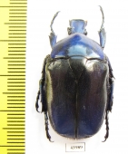 Torynorrhina fulvopilosa  China - INSECTS-STORE.RU