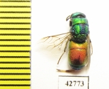 Chrysididae sp.  Kazakhstan - INSECTS-STORE.RU
