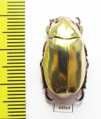 Chrysina kalinini  Panama - INSECTS-STORE.RU