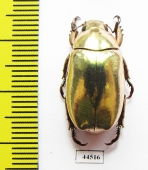 Chrysina kalinini  Panama - INSECTS-STORE.RU