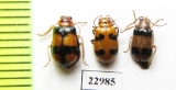 Chrysomelidae sp.  South Africa Rep. - INSECTS-STORE.RU