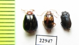 Chrysomelidae sp.  South Africa Rep. - INSECTS-STORE.RU
