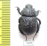 Odontotrypes haba  China - INSECTS-STORE.RU