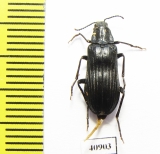 Melandrya dubia  Russia, Tver reg. - INSECTS-STORE.RU