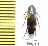 Dircaea quadriguttata  Russia, Tver reg. - INSECTS-STORE.RU