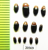 Erotylidae sp.  Russia, Tver reg. - INSECTS-STORE.RU