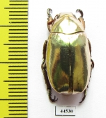 Chrysina kalinini  Panama - INSECTS-STORE.RU