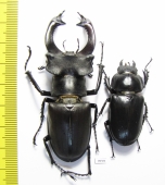 Lucanus cervus, pair  Russia, Voronezh  73mm - INSECTS-STORE.RU