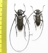 Monochamus sutor, pair  Russia, Tver reg. - INSECTS-STORE.RU